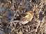Lesser Redpoll (ssp. cabaret) 