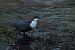 White-throated Dipper  - Krzysztof Czajowski