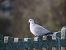 Eurasian Collared Dove  - Olaf Sobota
