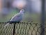 Eurasian Collared Dove  - Olaf Sobota