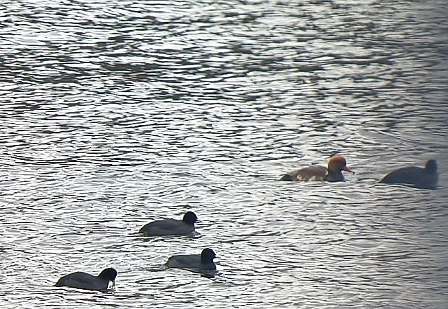 hełmiatka  - Barbara Polanin