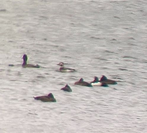 lodówka  - Barbara Polanin