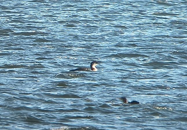 lodowiec  - Barbara Polanin