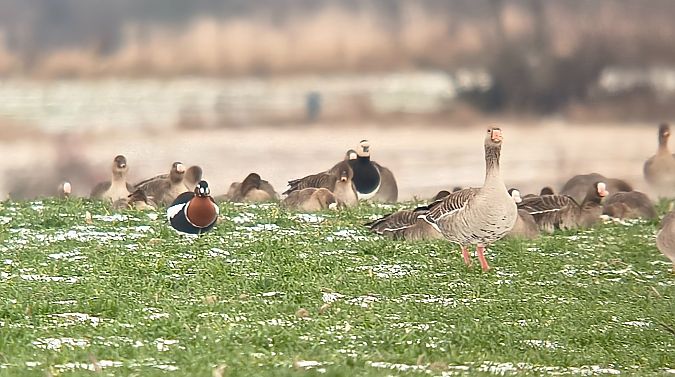 bernikla rdzawoszyja  - Barbara Polanin
