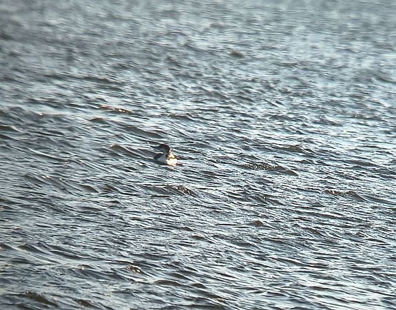 lodowiec  - Barbara Polanin