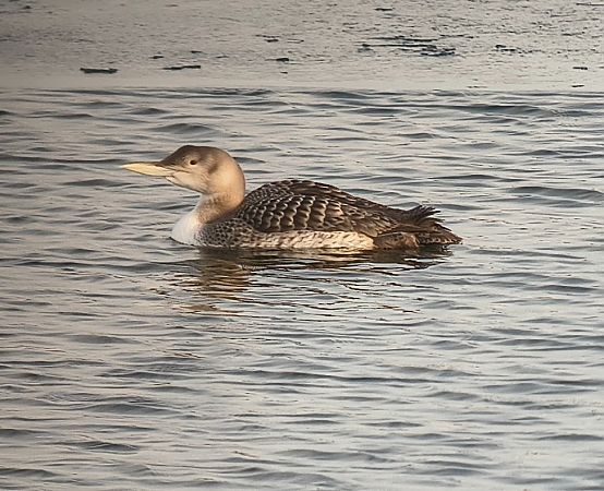nur białodzioby  - Barbara Polanin