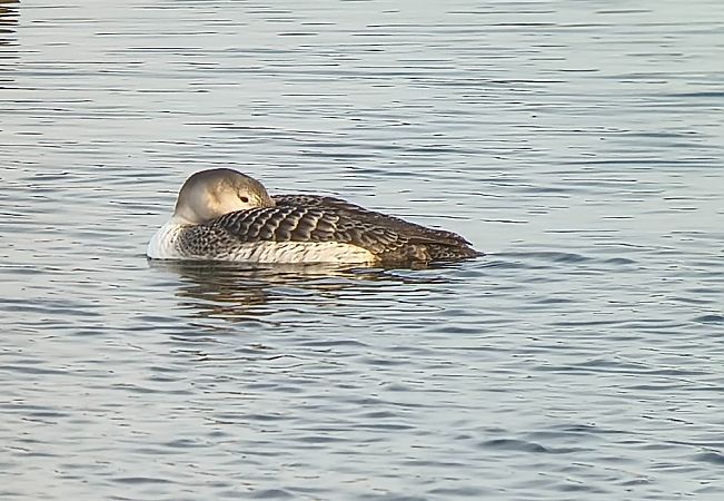 nur białodzioby  - Barbara Polanin