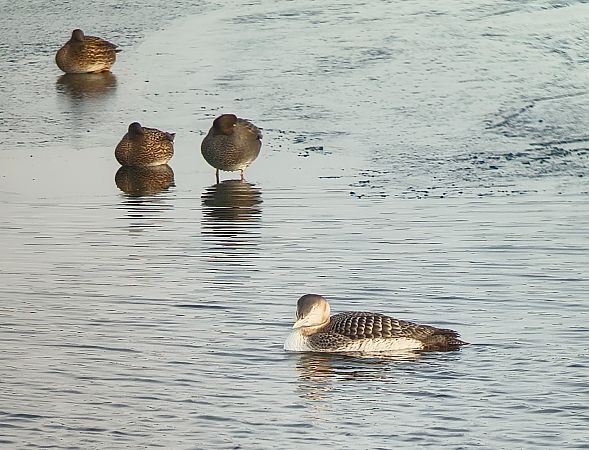nur białodzioby  - Barbara Polanin