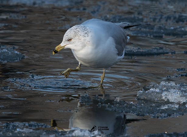 mewa delawarska  - Artur Urbański