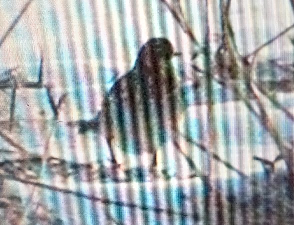 Bergpieper  - Marek Betlejewicz