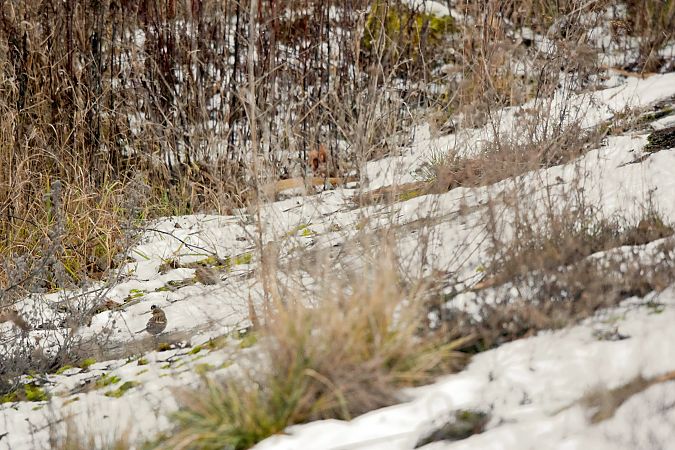 rzepołuch  - Aleksander Niweliński