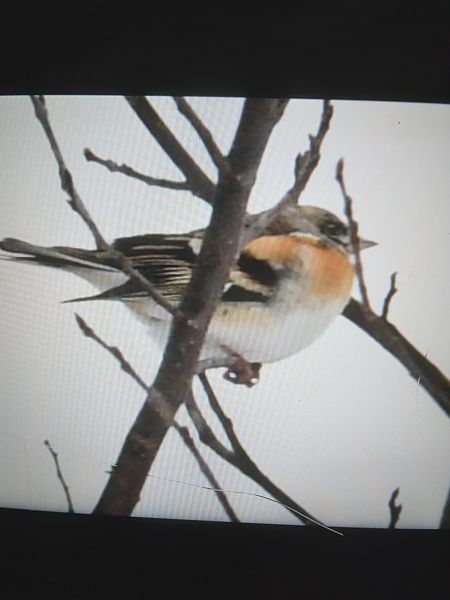 Bergfink  - Bogusław Popiołek