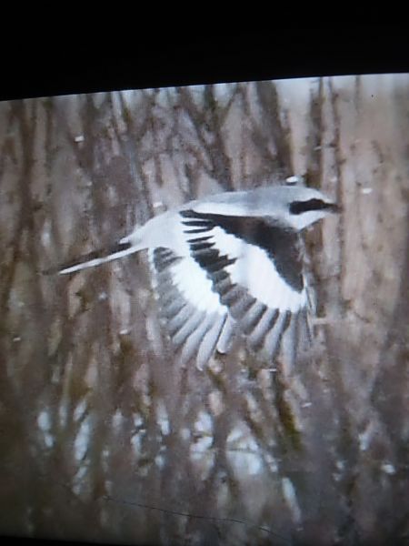 Pie-grièche grise  - Bogusław Popiołek