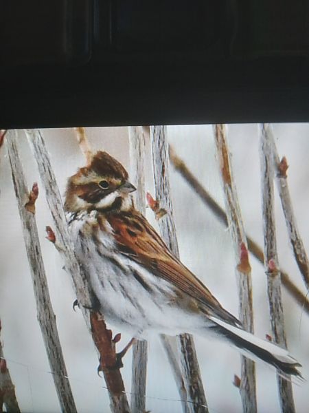 potrzos  - Bogusław Popiołek