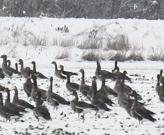 bernikla rdzawoszyja  - Bogusław Popiołek