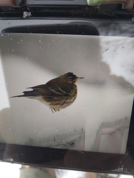 świergotek nadmorski  - Bogusław Popiołek