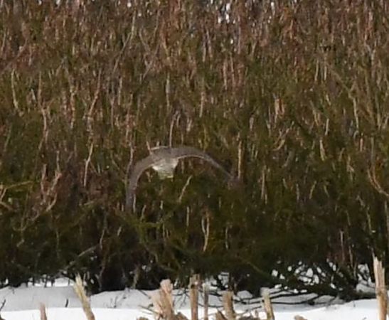 drzemlik  - Bogusław Popiołek