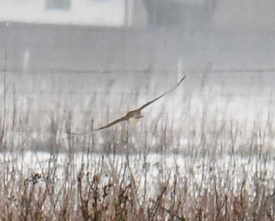 drzemlik  - Bogusław Popiołek