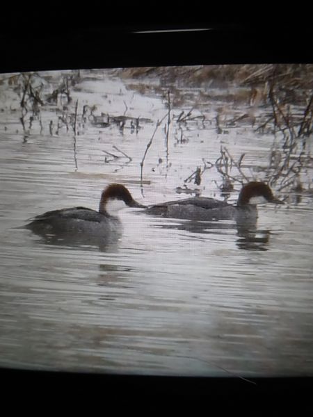 bielaczek  - Bogusław Popiołek