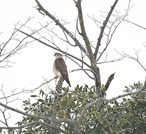 drzemlik  - Bogusław Popiołek