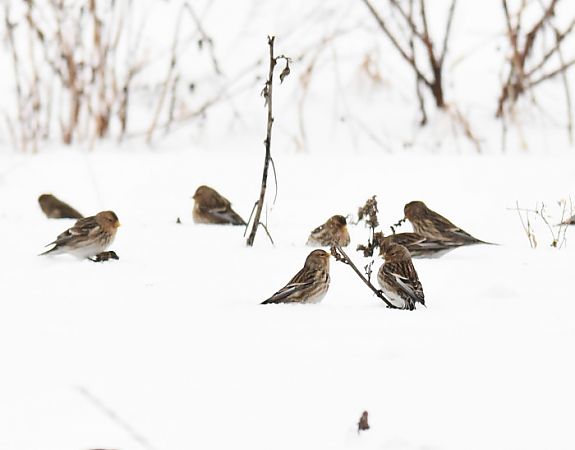 rzepołuch  - Bogusław Popiołek
