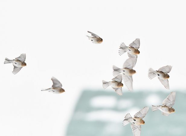 rzepołuch  - Bogusław Popiołek