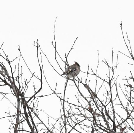 Seidenschwanz  - Bogusław Popiołek