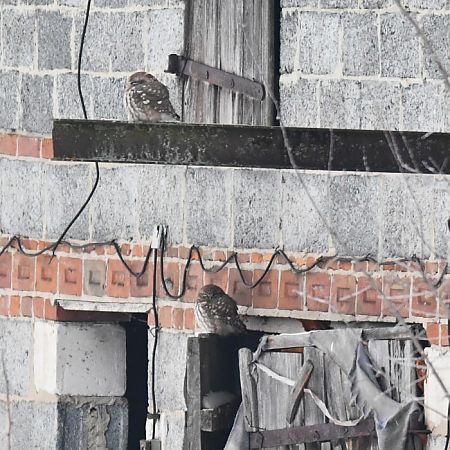 pójdźka  - Bogusław Popiołek