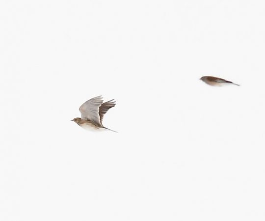 skowronek  - Bogusław Popiołek