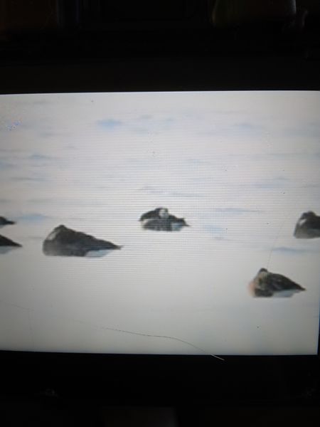 bernikla białolica  - Bogusław Popiołek