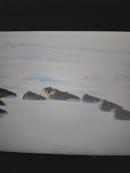 bernikla białolica  - Bogusław Popiołek