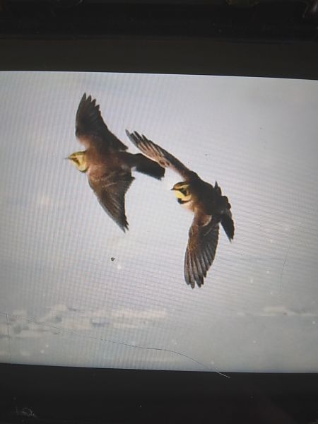 górniczek  - Bogusław Popiołek