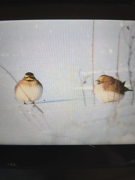 Ohrenlerche  - Bogusław Popiołek