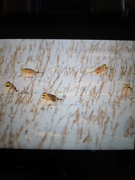 Ohrenlerche  - Bogusław Popiołek