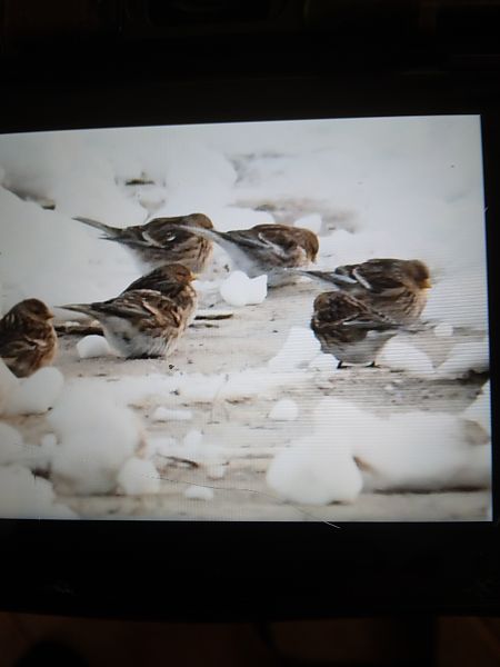 rzepołuch  - Bogusław Popiołek