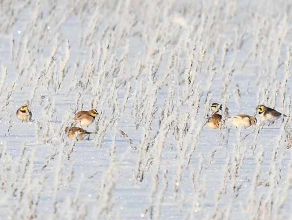 górniczek  - Bogusław Popiołek
