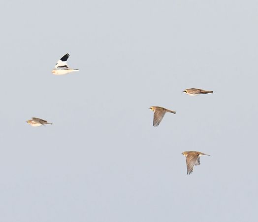 śnieguła  - Bogusław Popiołek