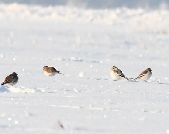 Schneeammer  - Bogusław Popiołek