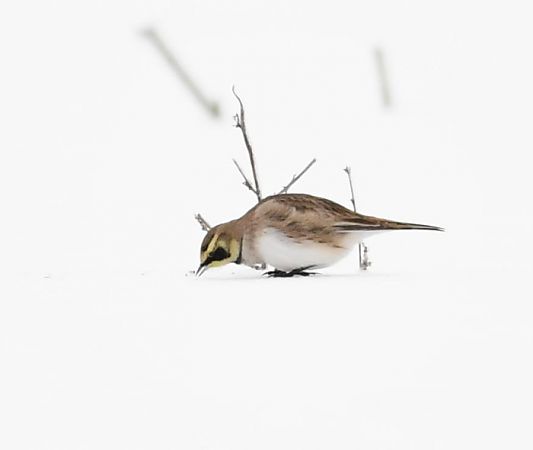 górniczek  - Bogusław Popiołek