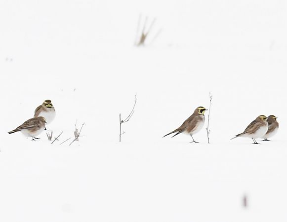 Ohrenlerche  - Bogusław Popiołek