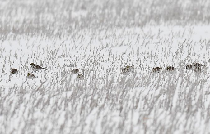Ohrenlerche  - Bogusław Popiołek
