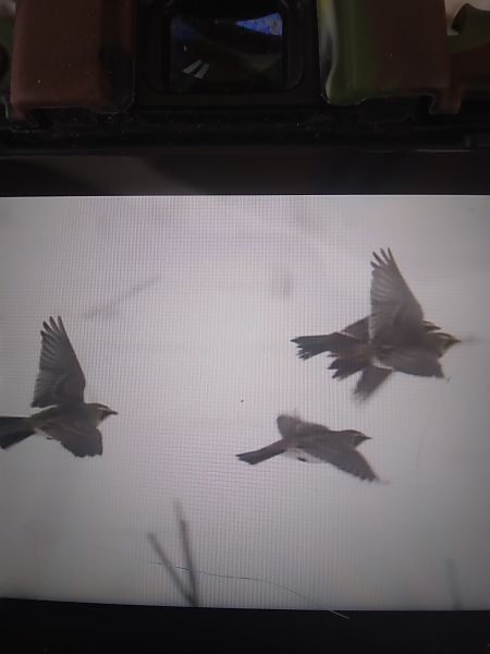 górniczek  - Bogusław Popiołek