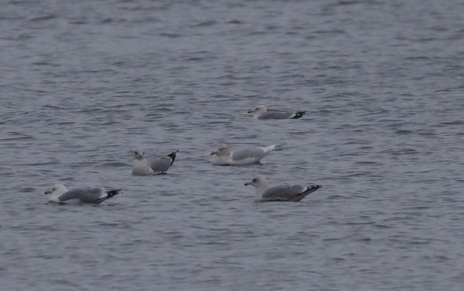 mewa blada  - Sławomir Mielczarek