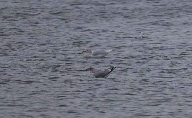 Eismöwe  - Sławomir Mielczarek