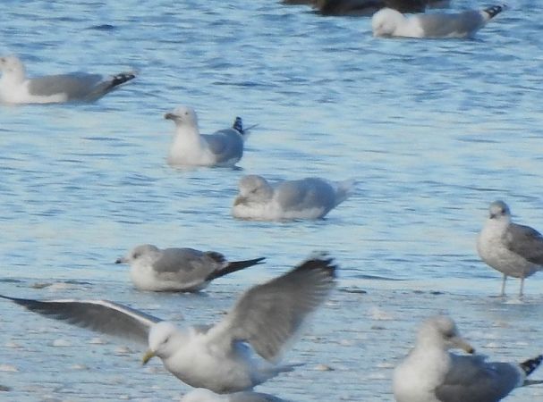 Eismöwe  - Sławomir Mielczarek