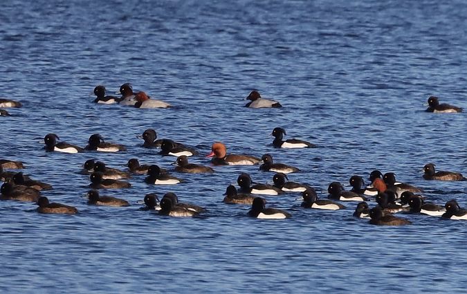 hełmiatka  - Sławomir Mielczarek