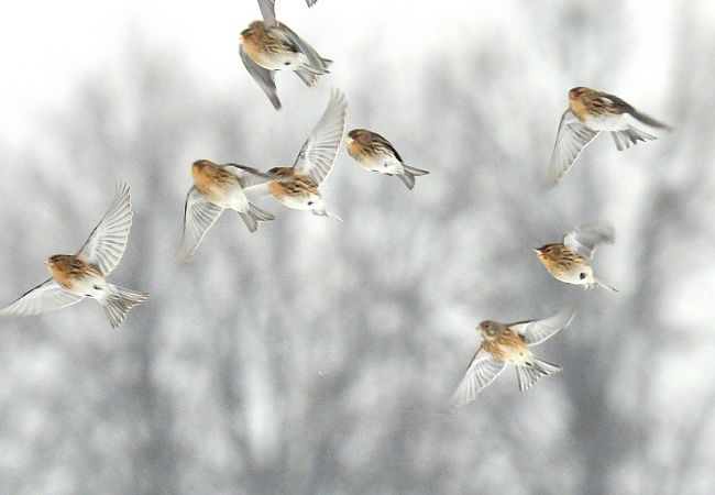 rzepołuch  - Wójcik Jarosław