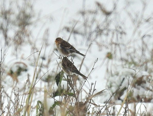 rzepołuch  - Wójcik Jarosław