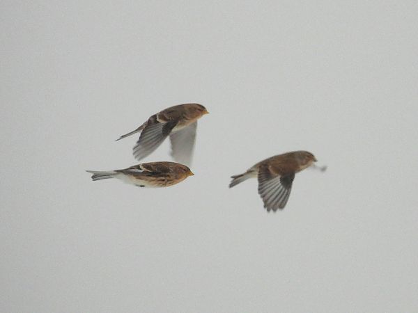 rzepołuch  - Wójcik Jarosław