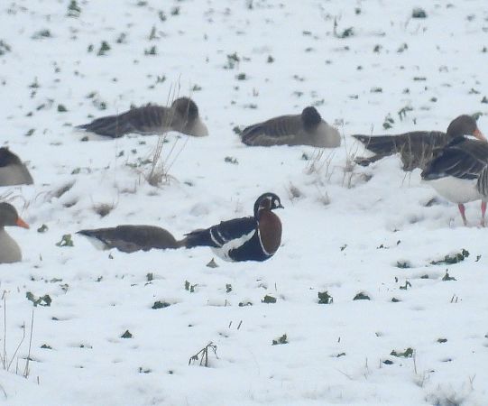 bernikla rdzawoszyja  - Wójcik Jarosław